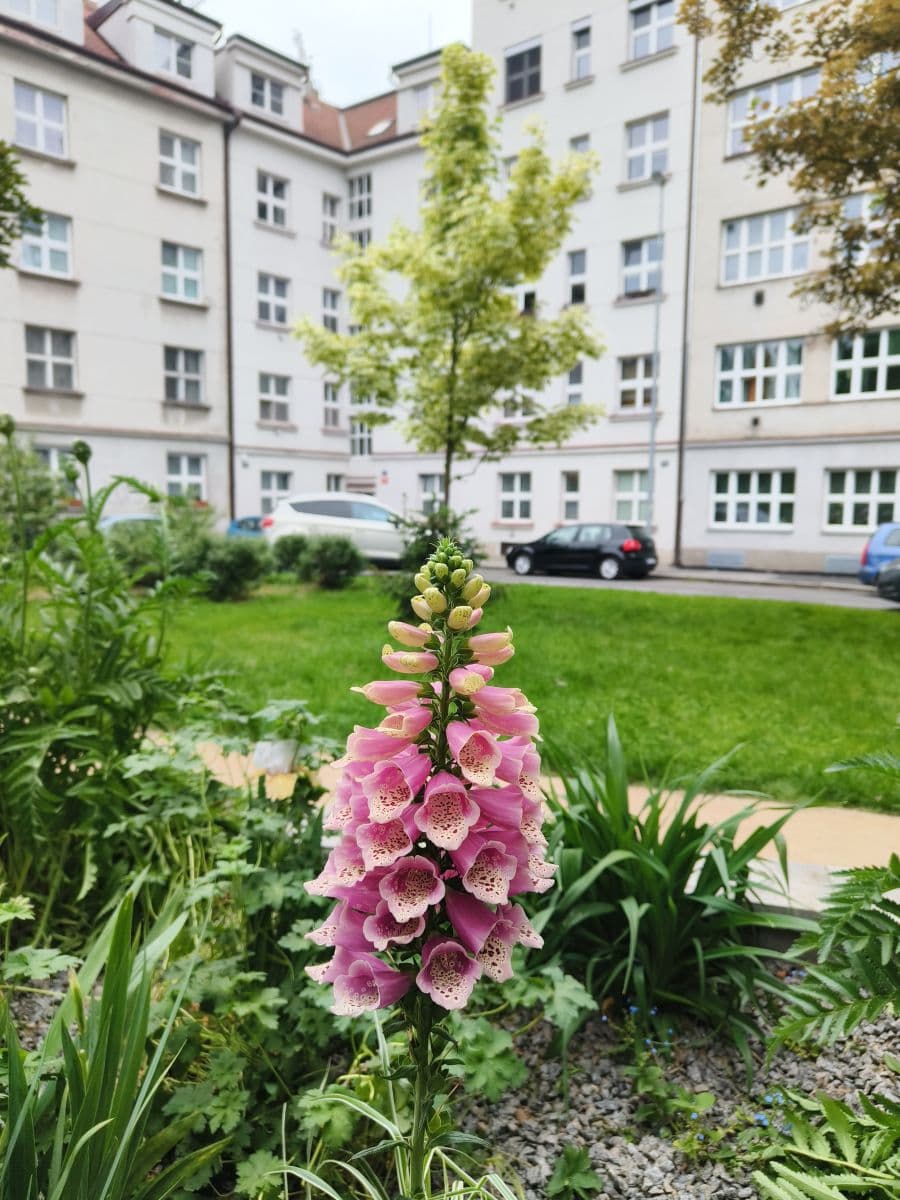 Pronájem bytu  28 m², Branická, Praha, Praha