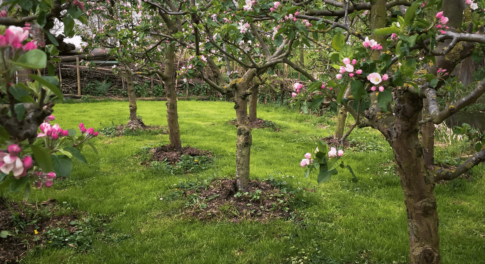 V případě, že sousedův strom narušuje užívání pozemku, můžete požadovat nápravu.