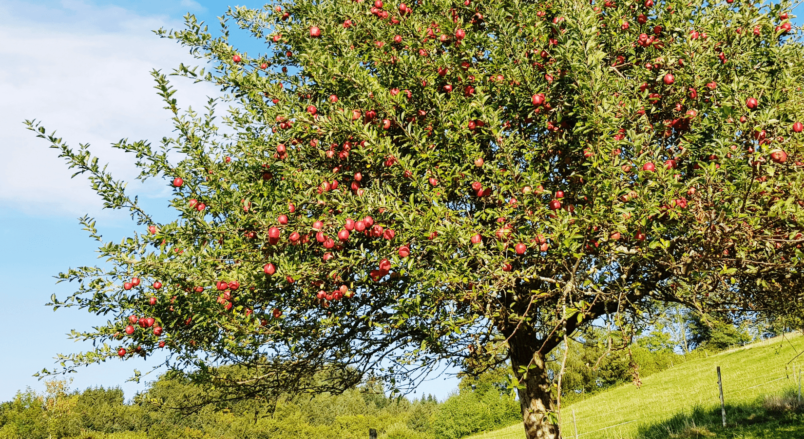 Povolení ke kácení potřebujete vždy, když má strom průměr kmene nad zákonný limit.