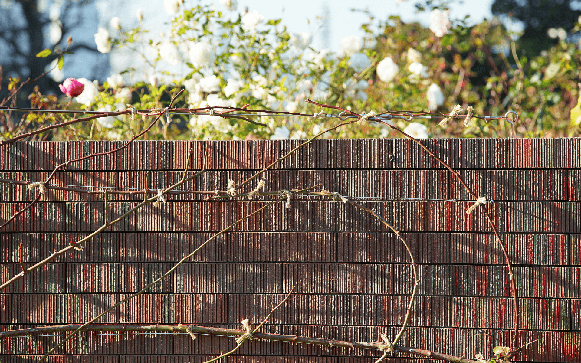 Plot mezi sousedy je výlučně na jednom pozemku? Pak je jeho vlastníkem majitel pozemku.