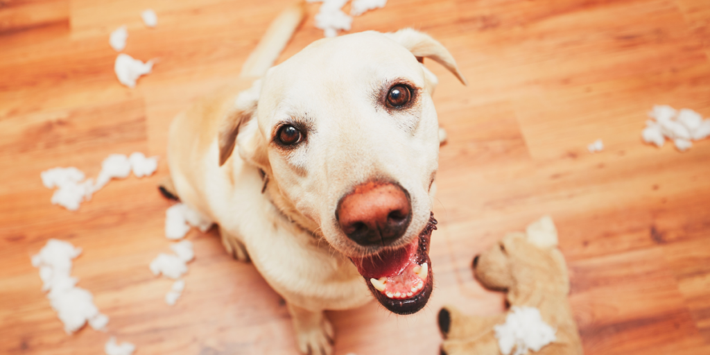 Majitel vám psa v pronajatém bytě zakázat nemůže.