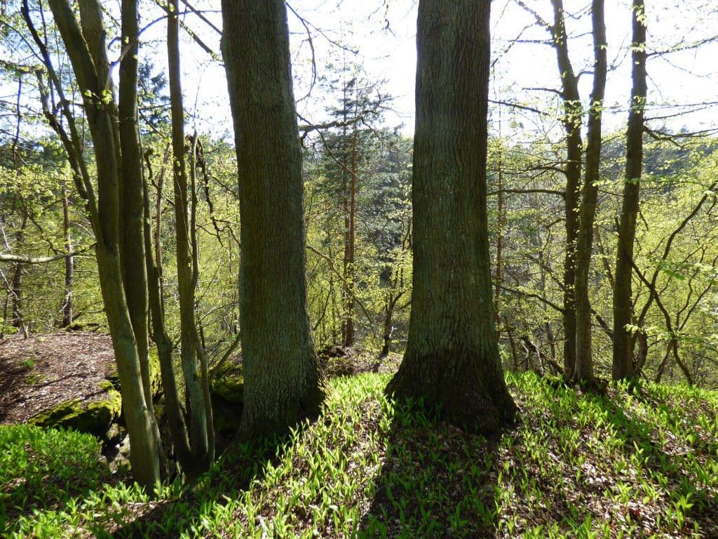 Prodej pozemku 7.636 m², Dobřeň, Středočeský kraj Prodej pozemku 7.636 m², Dobřeň, Středočeský kraj