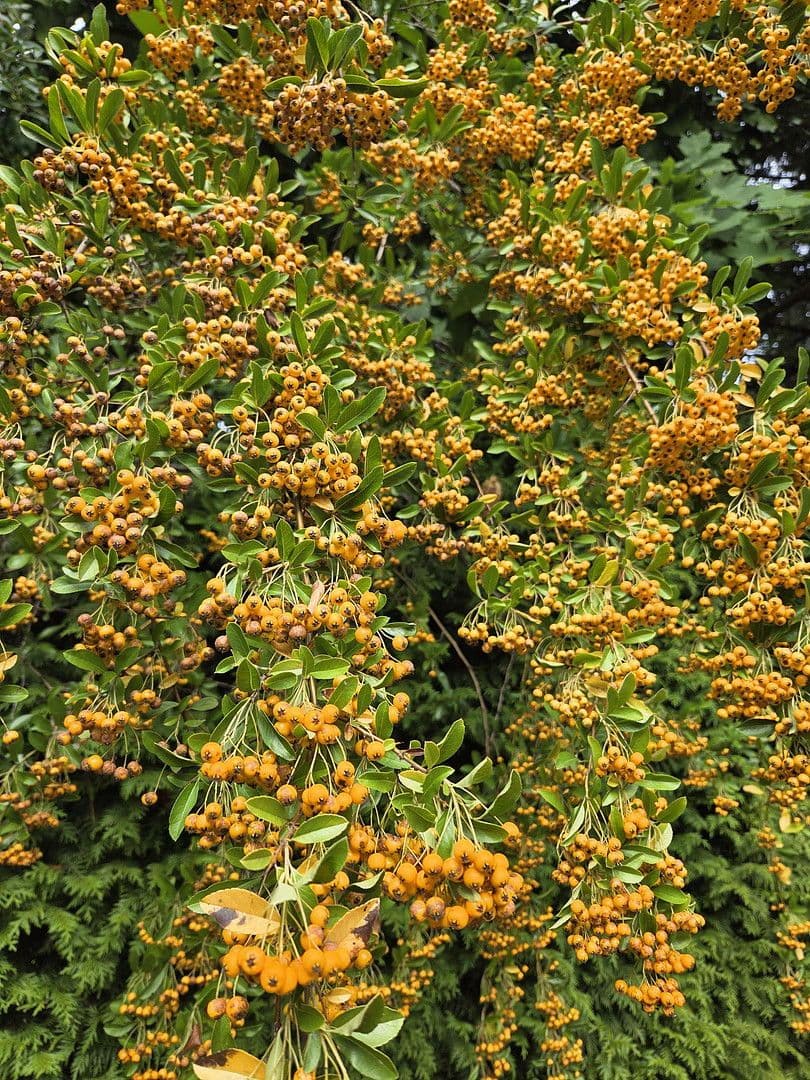 Prodej domu 273 m², pozemek 1.784 m², August-Schmidt-Straße 6, Gladbeck, Severní Porýní-Vestfálsko Prodej domu 273 m², pozemek 1.784 m², August-Schmidt-Straße 6, Gladbeck, Severní Porýní-Vestfálsko