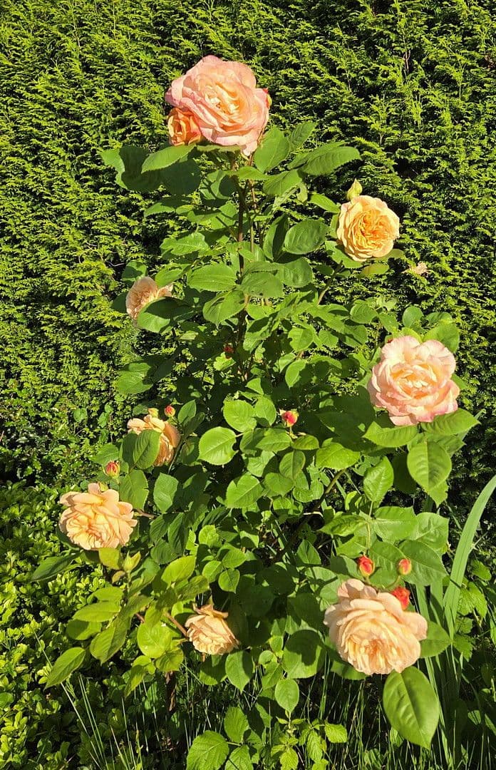 Prodej domu 273 m², pozemek 1.784 m², August-Schmidt-Straße 6, Gladbeck, Severní Porýní-Vestfálsko Prodej domu 273 m², pozemek 1.784 m², August-Schmidt-Straße 6, Gladbeck, Severní Porýní-Vestfálsko