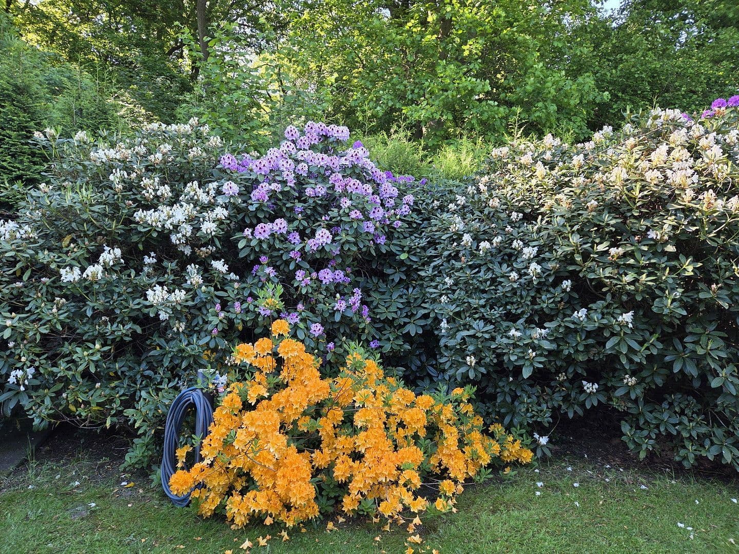 Prodej domu 273 m², pozemek 1.784 m², August-Schmidt-Straße 6, Gladbeck, Severní Porýní-Vestfálsko Prodej domu 273 m², pozemek 1.784 m², August-Schmidt-Straße 6, Gladbeck, Severní Porýní-Vestfálsko