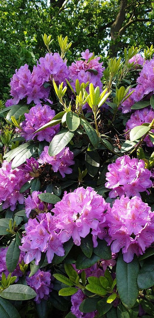 Prodej domu 273 m², pozemek 1.784 m², August-Schmidt-Straße 6, Gladbeck, Severní Porýní-Vestfálsko Prodej domu 273 m², pozemek 1.784 m², August-Schmidt-Straße 6, Gladbeck, Severní Porýní-Vestfálsko