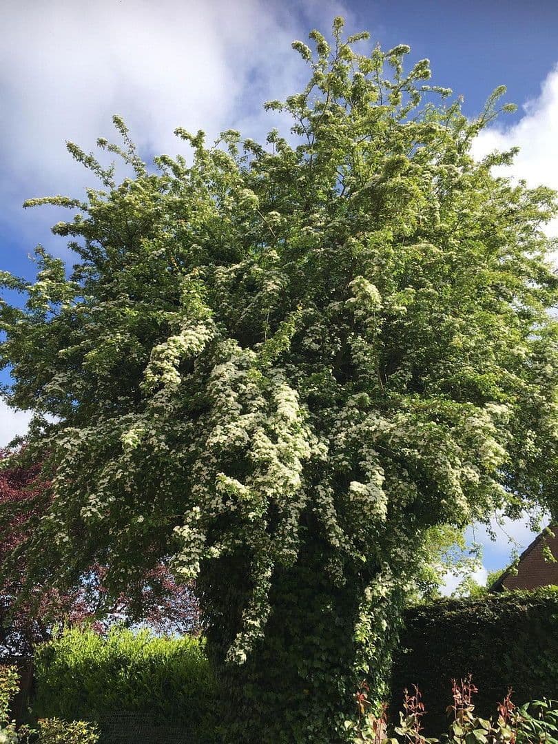 Prodej domu 170 m², pozemek 745 m², Grömitz, Šlesvicko-Holštýnsko Prodej domu 170 m², pozemek 745 m², Grömitz, Šlesvicko-Holštýnsko