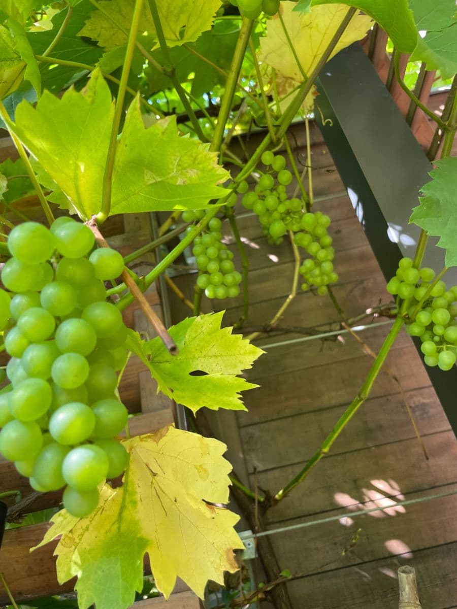 Pronájem domu 100 m², pozemek 180 m², Lukavského, Praha, Praha Pronájem domu 100 m², pozemek 180 m², Lukavského, Praha, Praha