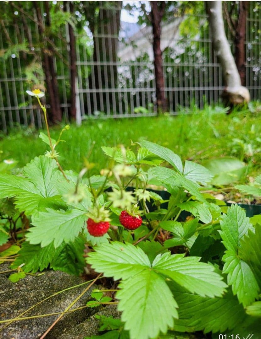 Pronájem bytu 4+1 90 m², München, Bavorsko Pronájem bytu 4+1 90 m², München, Bavorsko