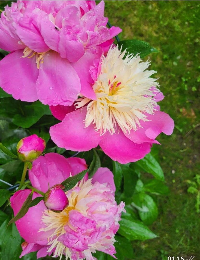 Pronájem bytu 4+1 90 m², München, Bavorsko Pronájem bytu 4+1 90 m², München, Bavorsko