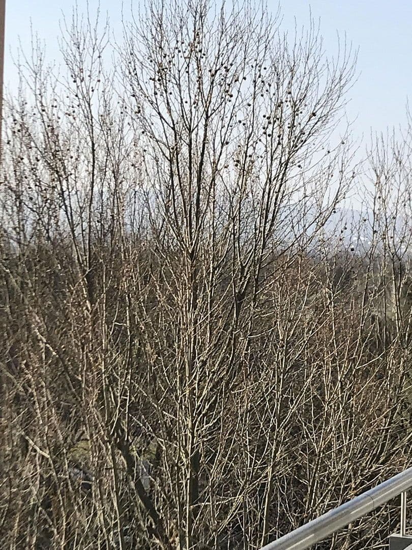 Pronájem bytu 3+1 82 m², Sigmund-Freud-Straße 76, Frankfurt, Hessen Pronájem bytu 3+1 82 m², Sigmund-Freud-Straße 76, Frankfurt, Hessen