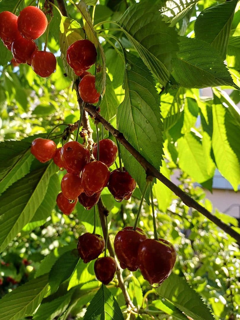 Prodej domu 114 m², pozemek 464 m², Kaiserslautern Erfenbach, Porýní-Falc Prodej domu 114 m², pozemek 464 m², Kaiserslautern Erfenbach, Porýní-Falc