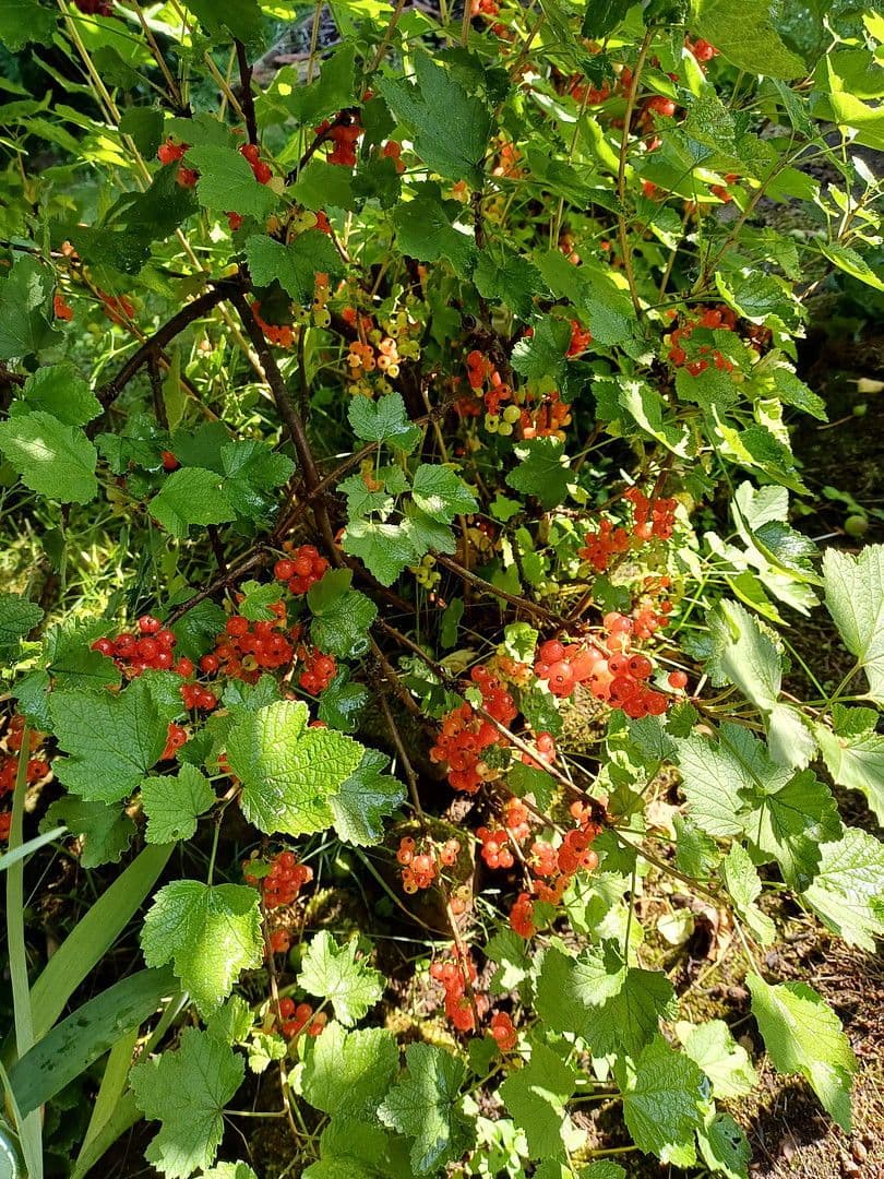 Prodej domu 114 m², pozemek 464 m², Kaiserslautern Erfenbach, Porýní-Falc Prodej domu 114 m², pozemek 464 m², Kaiserslautern Erfenbach, Porýní-Falc