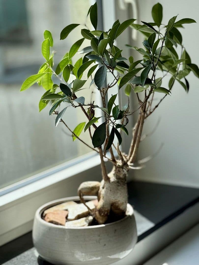 Pronájem bytu 1+kk 23 m², Saint Julien Str. 3, Salzburg, Salcbursko Pronájem bytu 1+kk 23 m², Saint Julien Str. 3, Salzburg, Salcbursko