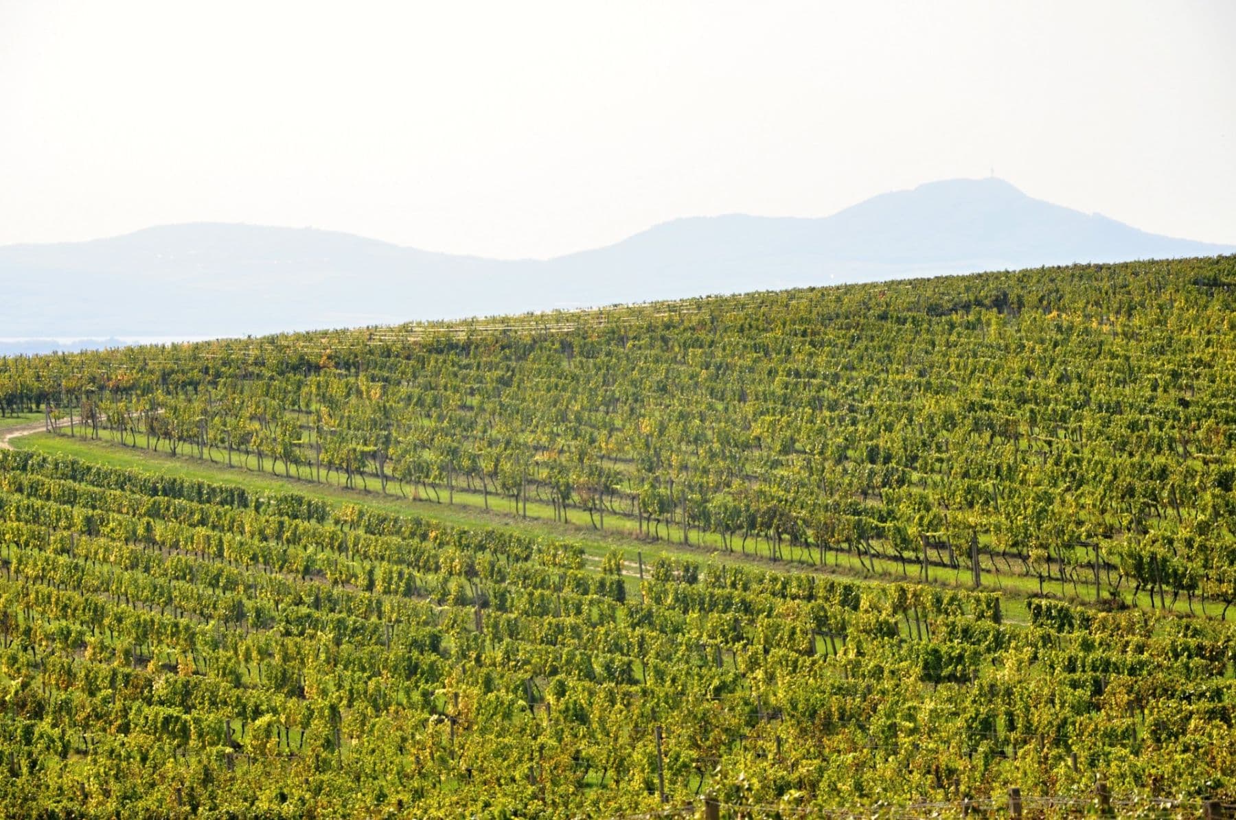 Prodej pozemku 2.219 m², Němčičky, Jihomoravský kraj Prodej pozemku 2.219 m², Němčičky, Jihomoravský kraj