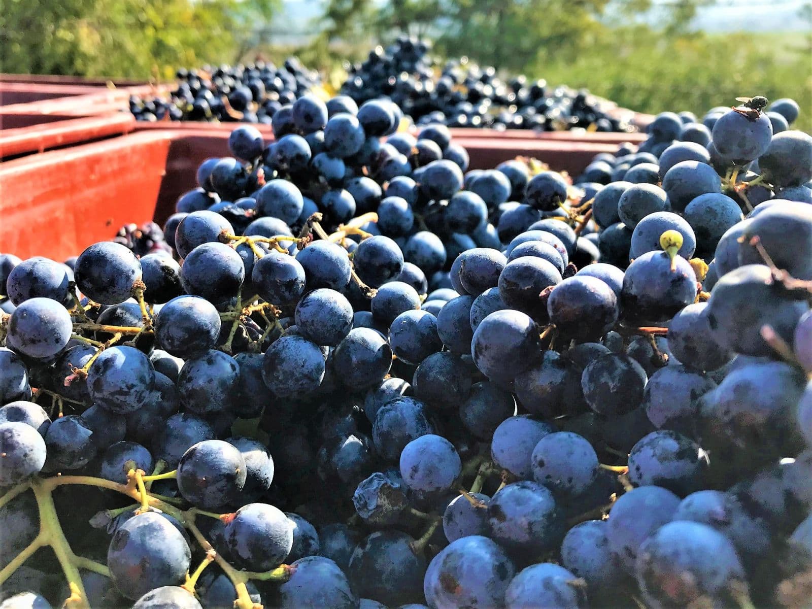 Prodej pozemku 2.219 m², Němčičky, Jihomoravský kraj Prodej pozemku 2.219 m², Němčičky, Jihomoravský kraj