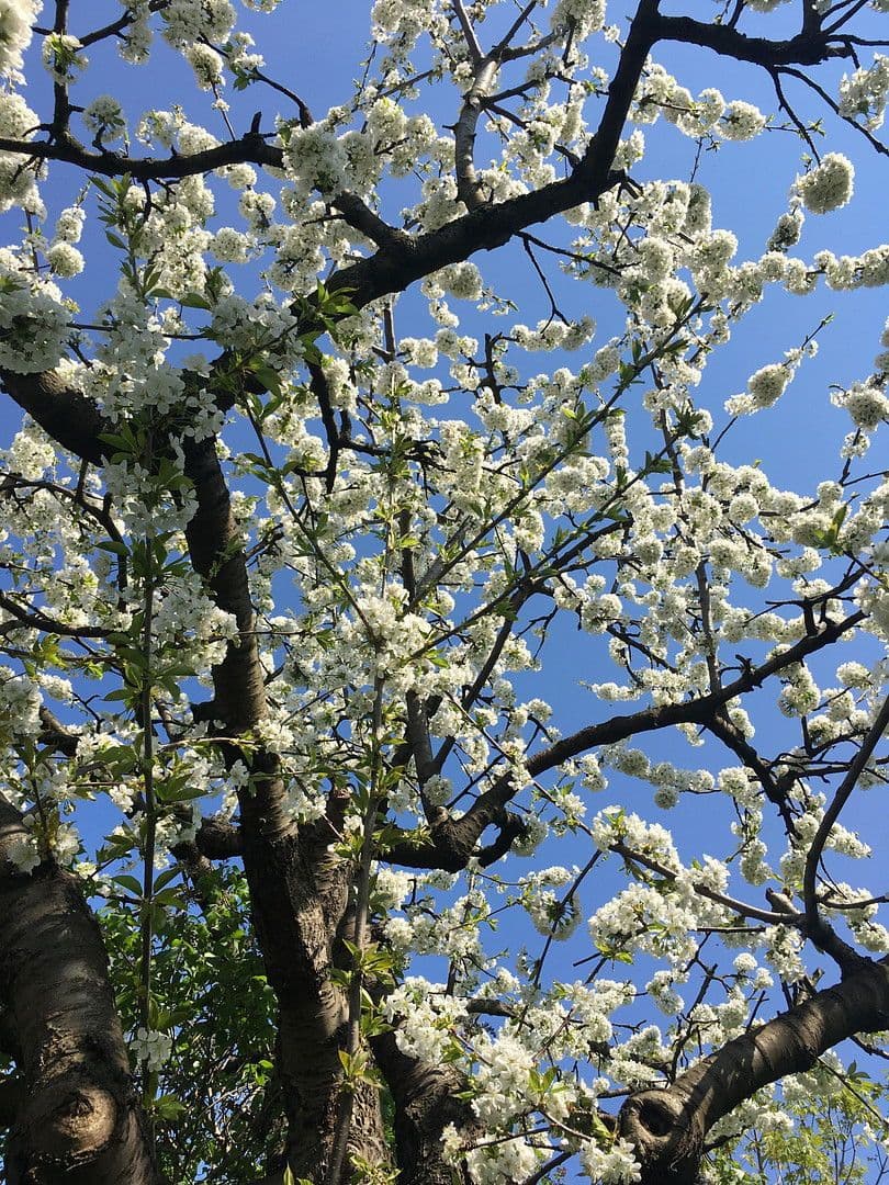 Prodej domu 126 m², pozemek 500 m², Berlin, Berlín Prodej domu 126 m², pozemek 500 m², Berlin, Berlín