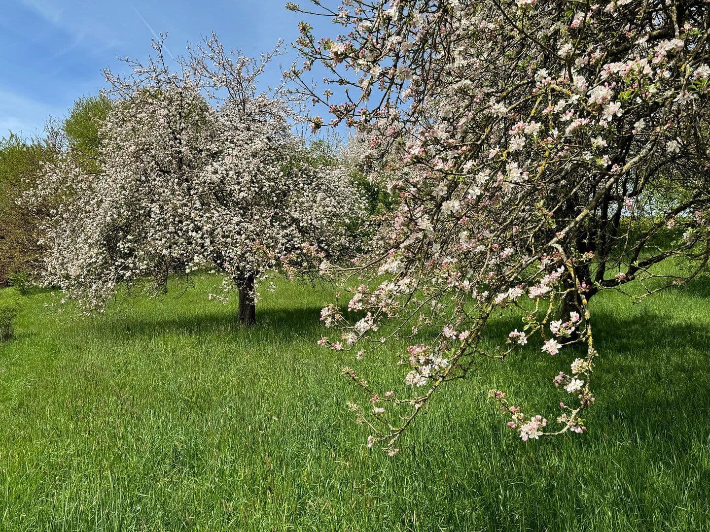 Prodej domu 818 m², pozemek 70.000 m², Leutkirch im Allgäu, Bádensko-Württembersko Prodej domu 818 m², pozemek 70.000 m², Leutkirch im Allgäu, Bádensko-Württembersko