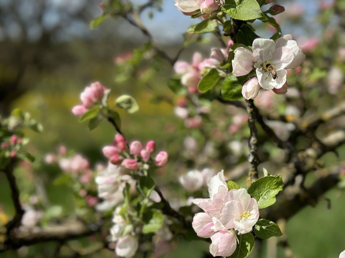 Prodej domu 818 m², pozemek 70.000 m², Leutkirch im Allgäu, Bádensko-Württembersko Prodej domu 818 m², pozemek 70.000 m², Leutkirch im Allgäu, Bádensko-Württembersko