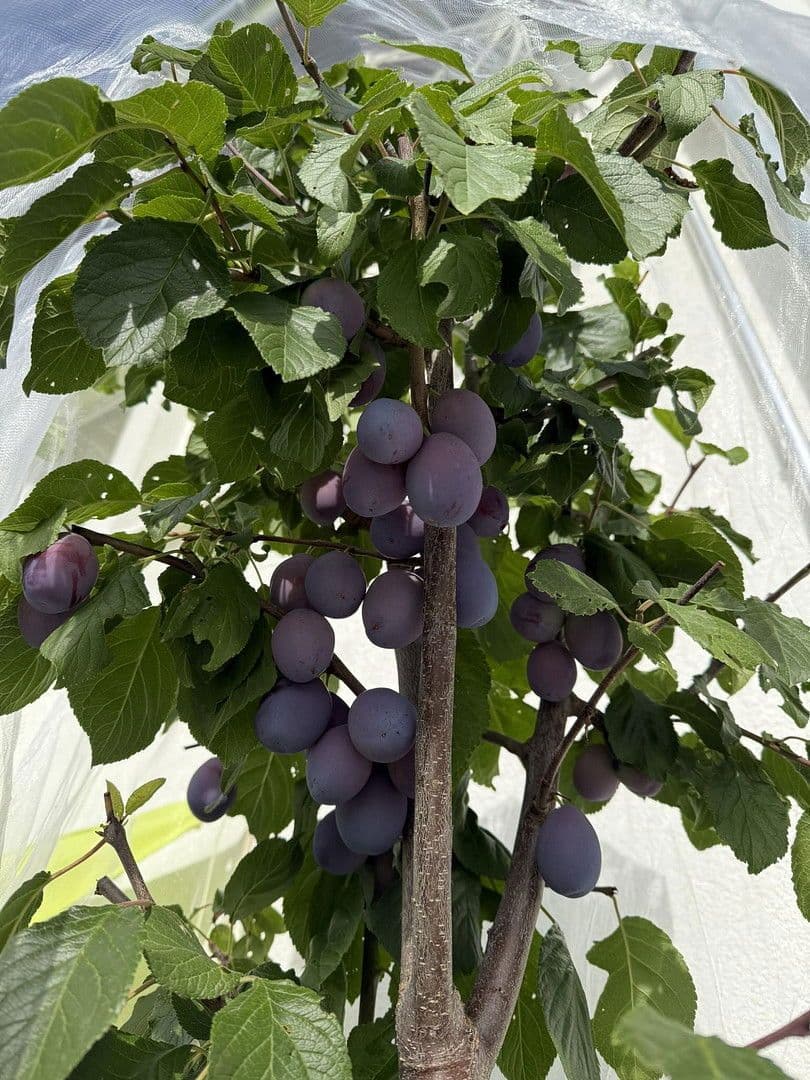 Prodej domu 209 m², pozemek 362 m², Lenzkirch, Bádensko-Württembersko Prodej domu 209 m², pozemek 362 m², Lenzkirch, Bádensko-Württembersko