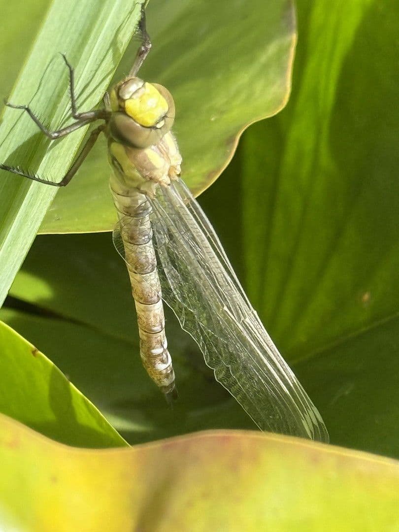 Prodej domu 209 m², pozemek 362 m², Lenzkirch, Bádensko-Württembersko Prodej domu 209 m², pozemek 362 m², Lenzkirch, Bádensko-Württembersko