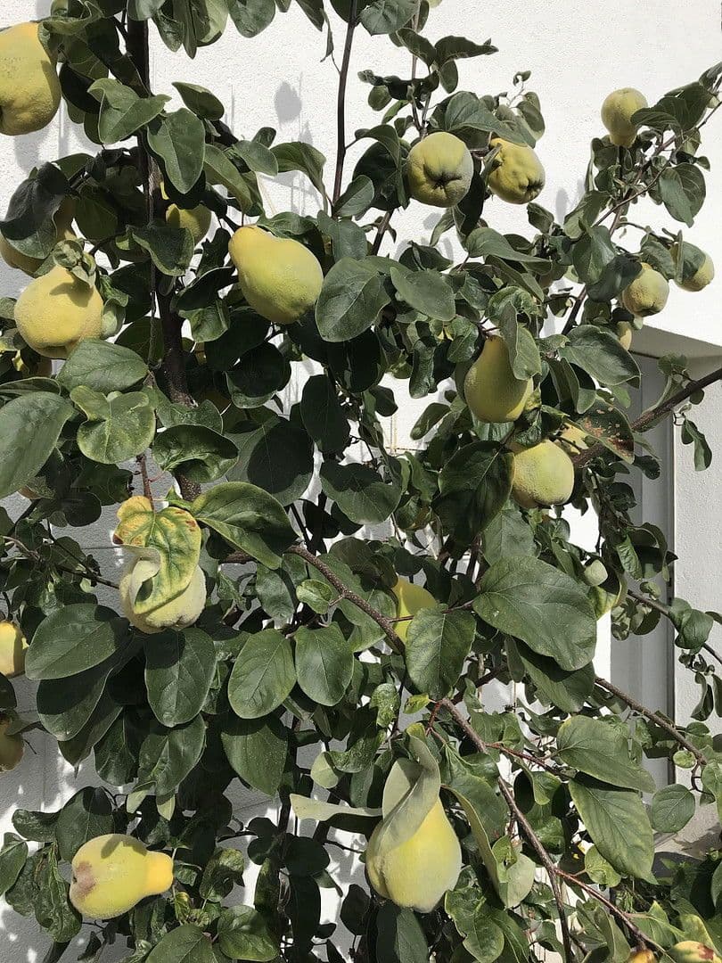 Prodej domu 209 m², pozemek 362 m², Lenzkirch, Bádensko-Württembersko Prodej domu 209 m², pozemek 362 m², Lenzkirch, Bádensko-Württembersko