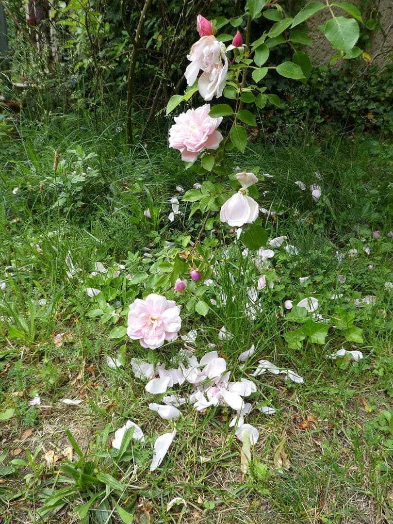 Prodej domu 400 m², pozemek 16.800 m², Templin, Braniborsko Prodej domu 400 m², pozemek 16.800 m², Templin, Braniborsko