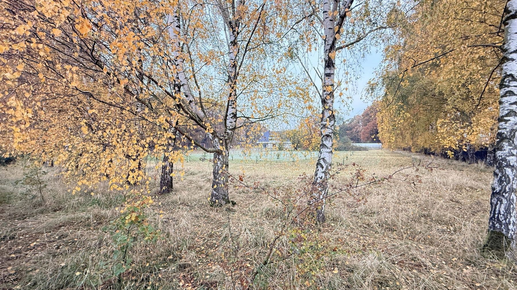 Prodej domu 877 m², pozemek 23.976 m², Balge, Dolní Sasko Prodej domu 877 m², pozemek 23.976 m², Balge, Dolní Sasko