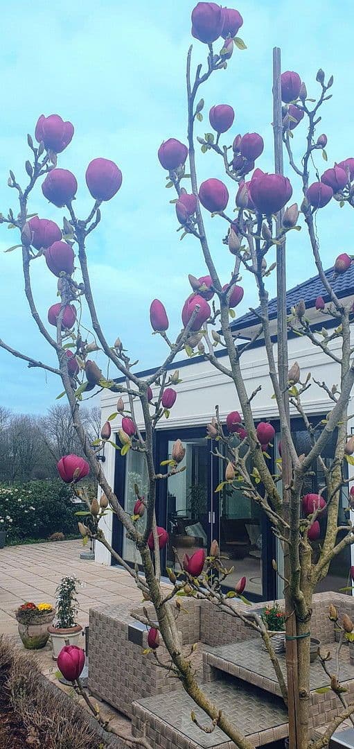 Prodej domu 267 m², pozemek 669 m², Moers, Severní Porýní-Vestfálsko Prodej domu 267 m², pozemek 669 m², Moers, Severní Porýní-Vestfálsko