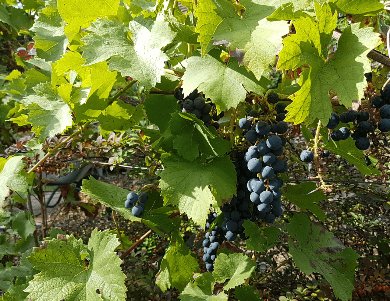 Prodej domu 368 m², pozemek 1.568 m², Neuendorf 1, Oderberg, Braniborsko Prodej domu 368 m², pozemek 1.568 m², Neuendorf 1, Oderberg, Braniborsko