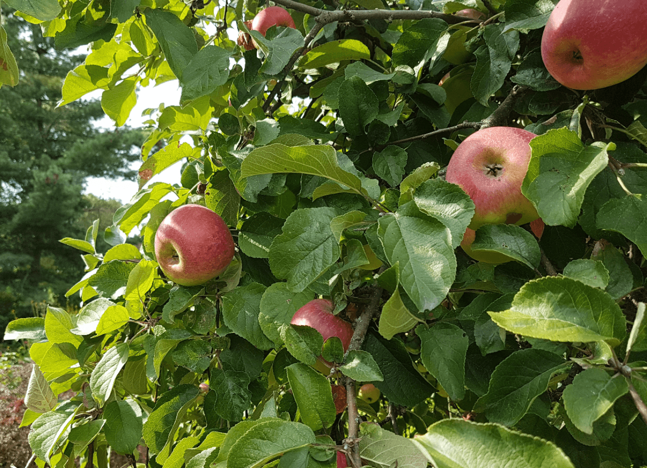 Prodej domu 368 m², pozemek 1.568 m², Neuendorf 1, Oderberg, Braniborsko Prodej domu 368 m², pozemek 1.568 m², Neuendorf 1, Oderberg, Braniborsko