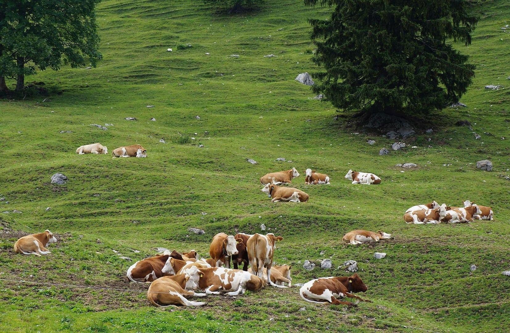 Prodej nebytového prostoru 935 m², Wuhrstein 17, Schleching, Bavorsko Prodej nebytového prostoru 935 m², Wuhrstein 17, Schleching, Bavorsko