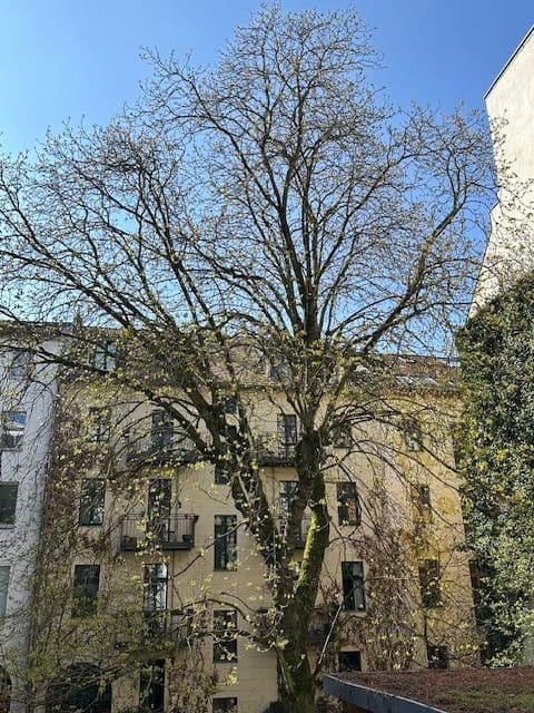 Prodej bytu 2+1 46 m², Christinenstraße 33, Berlin, Berlín Prodej bytu 2+1 46 m², Christinenstraße 33, Berlin, Berlín