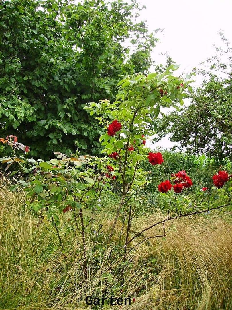 Pronájem bytu 2+1 58 m², Görke 32, Postlow, Mecklenburg-Vorpommern Pronájem bytu 2+1 58 m², Görke 32, Postlow, Mecklenburg-Vorpommern