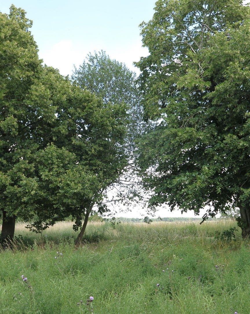 Prodej domu 1.200 m², pozemek 7.000 m², Ivenack, Mecklenburg-Vorpommern Prodej domu 1.200 m², pozemek 7.000 m², Ivenack, Mecklenburg-Vorpommern