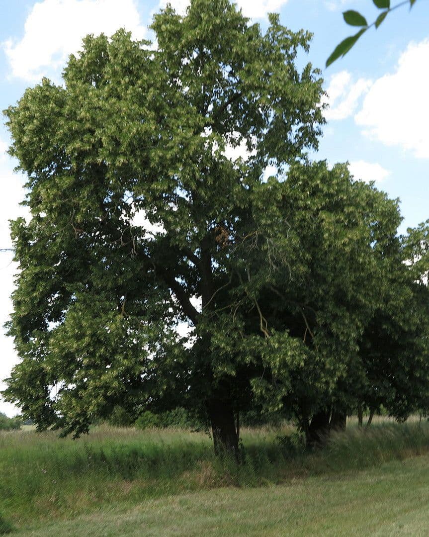 Prodej domu 1.200 m², pozemek 7.000 m², Ivenack, Mecklenburg-Vorpommern Prodej domu 1.200 m², pozemek 7.000 m², Ivenack, Mecklenburg-Vorpommern