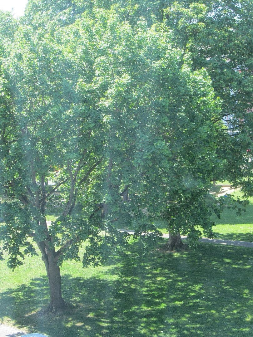 Prodej bytu 2+1 57 m², Alfter, Severní Porýní-Vestfálsko Prodej bytu 2+1 57 m², Alfter, Severní Porýní-Vestfálsko