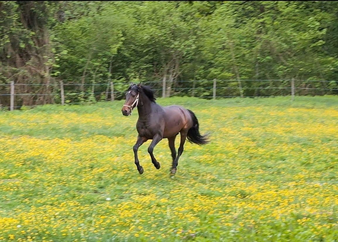 Prodej pozemku 820.000 m², Salem, Bádensko-Württembersko Prodej pozemku 820.000 m², Salem, Bádensko-Württembersko
