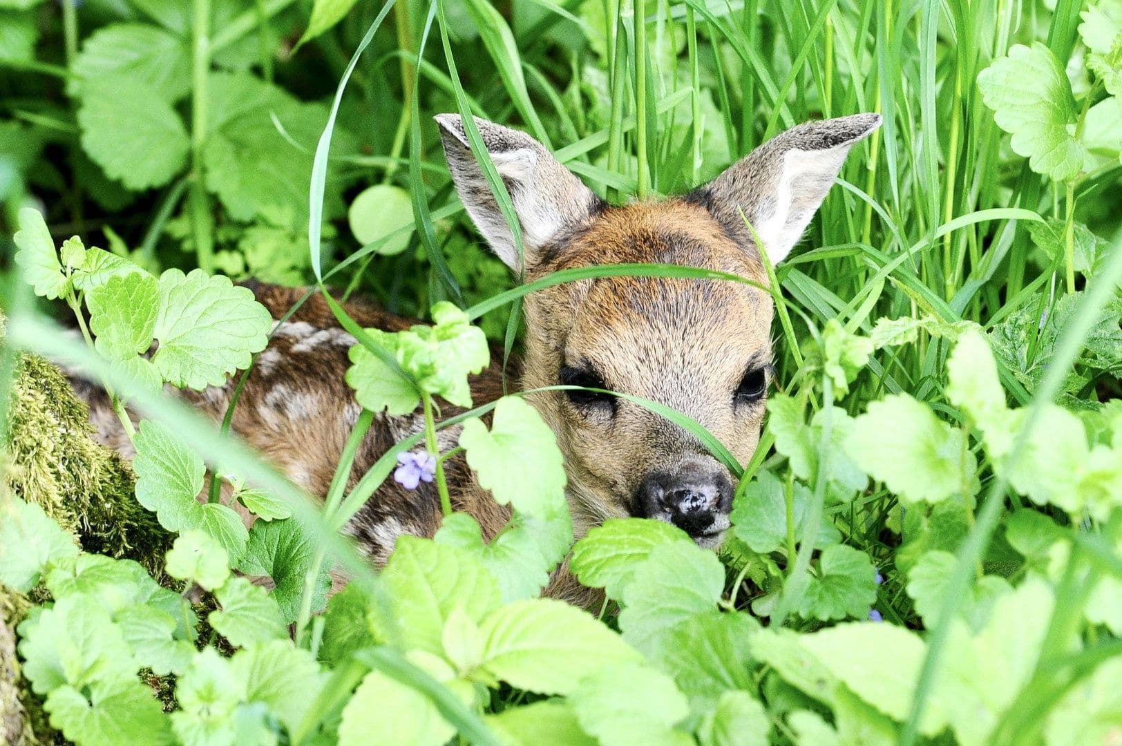 Prodej domu 217 m², pozemek 8.197 m², Langenzenn, Bavorsko Prodej domu 217 m², pozemek 8.197 m², Langenzenn, Bavorsko