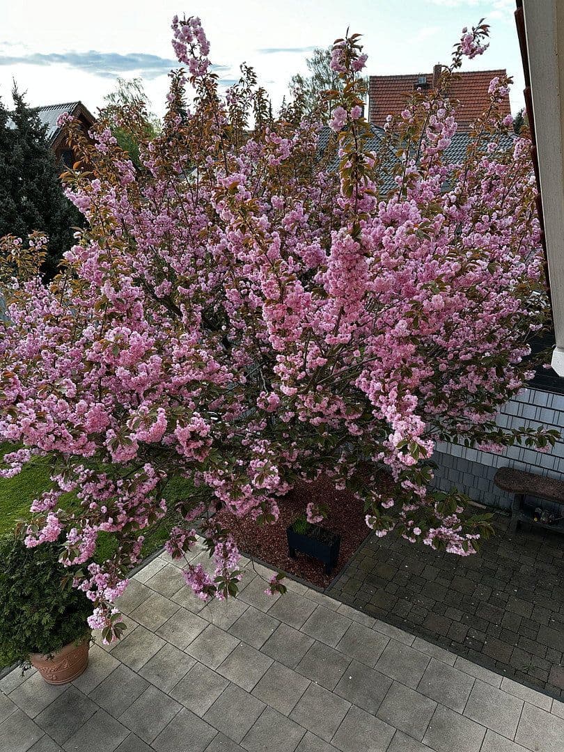 Prodej domu 152 m², pozemek 2.040 m², Mühlenbecker Land, Braniborsko Prodej domu 152 m², pozemek 2.040 m², Mühlenbecker Land, Braniborsko