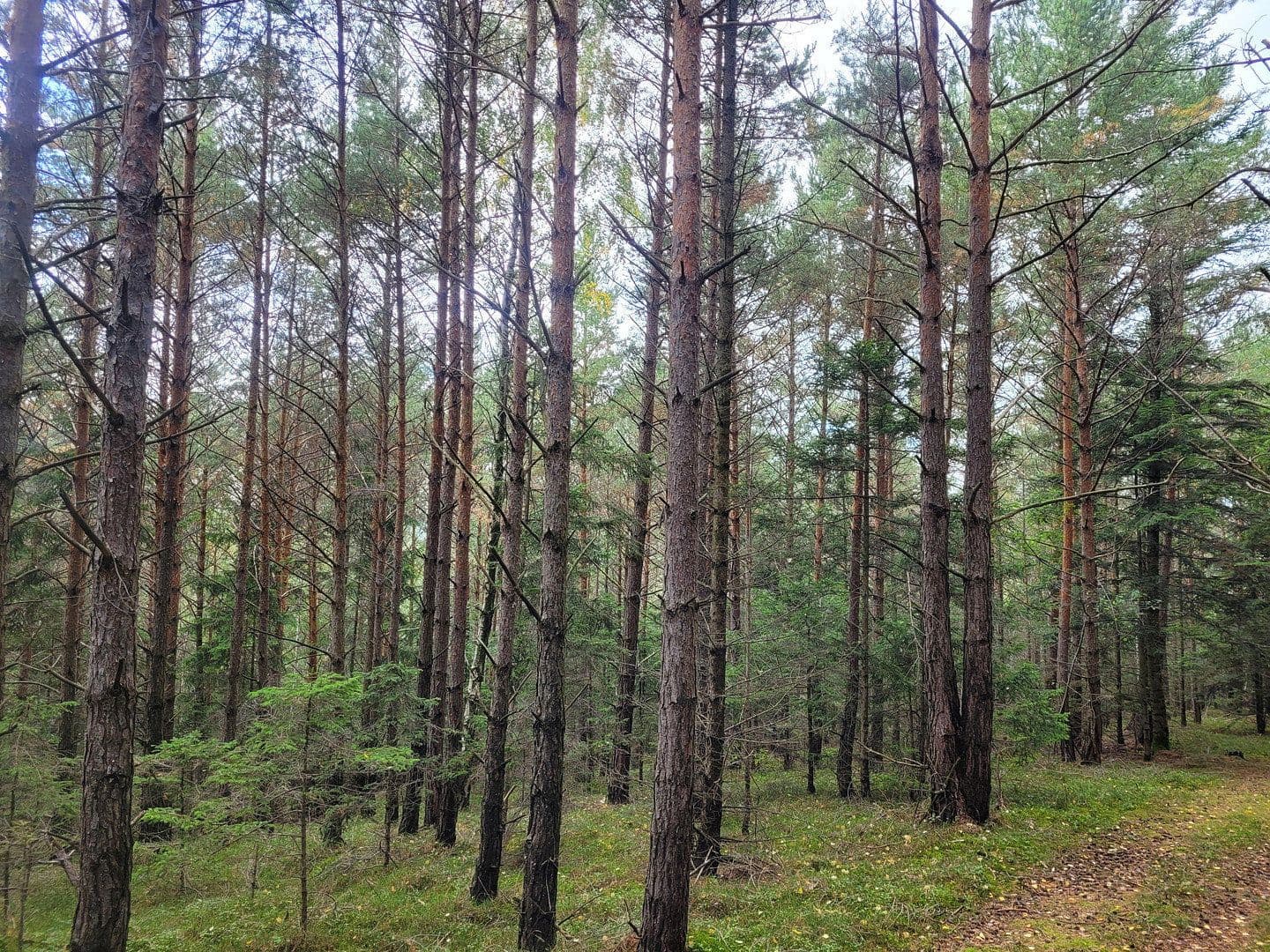 Prodej pozemku 82.935 m², Pöggstall, Dolní Rakousko Prodej pozemku 82.935 m², Pöggstall, Dolní Rakousko