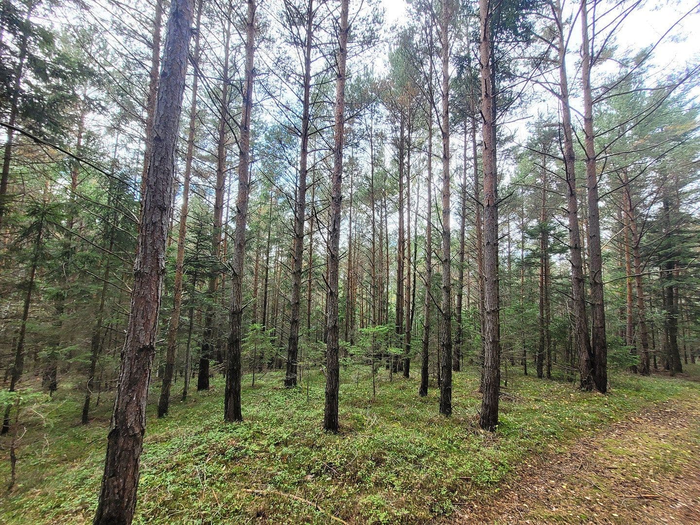 Prodej pozemku 82.935 m², Pöggstall, Dolní Rakousko Prodej pozemku 82.935 m², Pöggstall, Dolní Rakousko