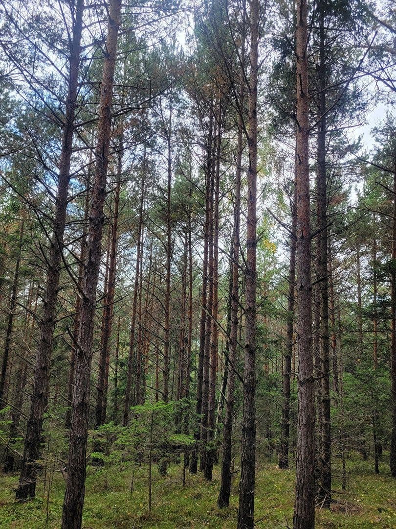 Prodej pozemku 82.935 m², Pöggstall, Dolní Rakousko Prodej pozemku 82.935 m², Pöggstall, Dolní Rakousko