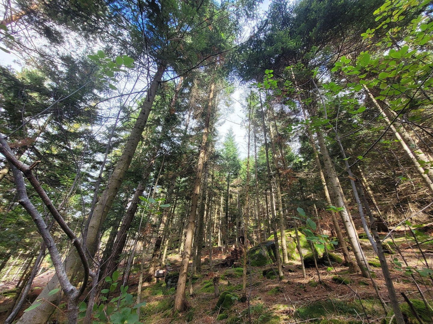 Prodej pozemku 82.935 m², Pöggstall, Dolní Rakousko Prodej pozemku 82.935 m², Pöggstall, Dolní Rakousko