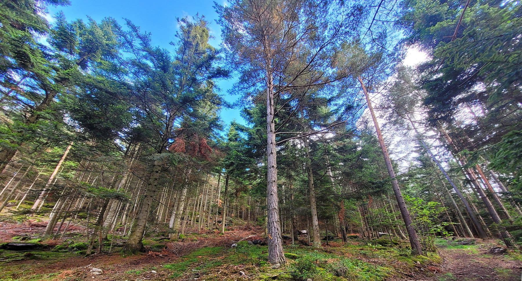 Prodej pozemku 82.935 m², Pöggstall, Dolní Rakousko Prodej pozemku 82.935 m², Pöggstall, Dolní Rakousko