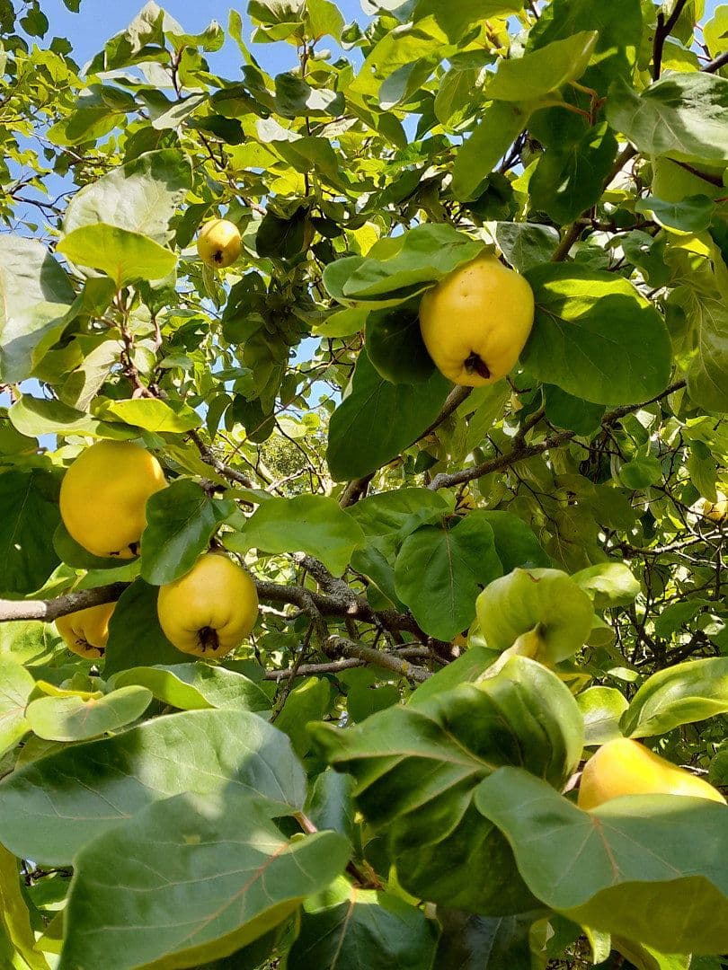 Prodej domu 700 m², pozemek 4.138 m², Tosterglope, Dolní Sasko Prodej domu 700 m², pozemek 4.138 m², Tosterglope, Dolní Sasko