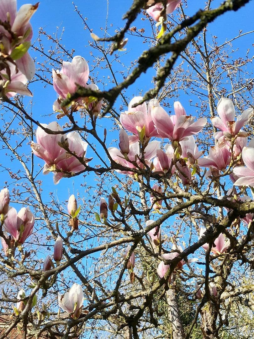 Prodej domu 700 m², pozemek 4.138 m², Tosterglope, Dolní Sasko Prodej domu 700 m², pozemek 4.138 m², Tosterglope, Dolní Sasko