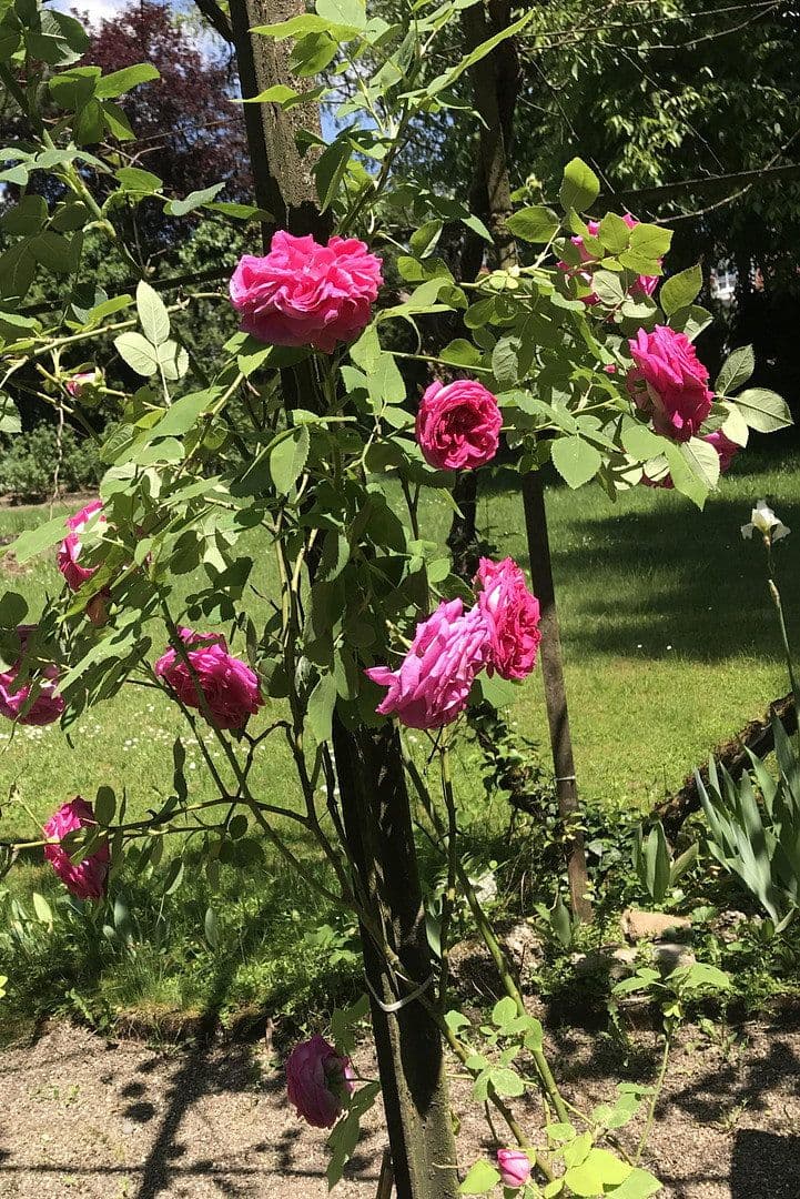 Prodej domu 300 m², pozemek 1.891 m², Lauchringen, Bádensko-Württembersko Prodej domu 300 m², pozemek 1.891 m², Lauchringen, Bádensko-Württembersko