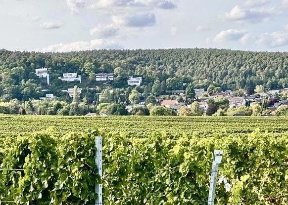 Prodej domu 270 m², pozemek 776 m², Weisenheim am Berg, Porýní-Falc Prodej domu 270 m², pozemek 776 m², Weisenheim am Berg, Porýní-Falc