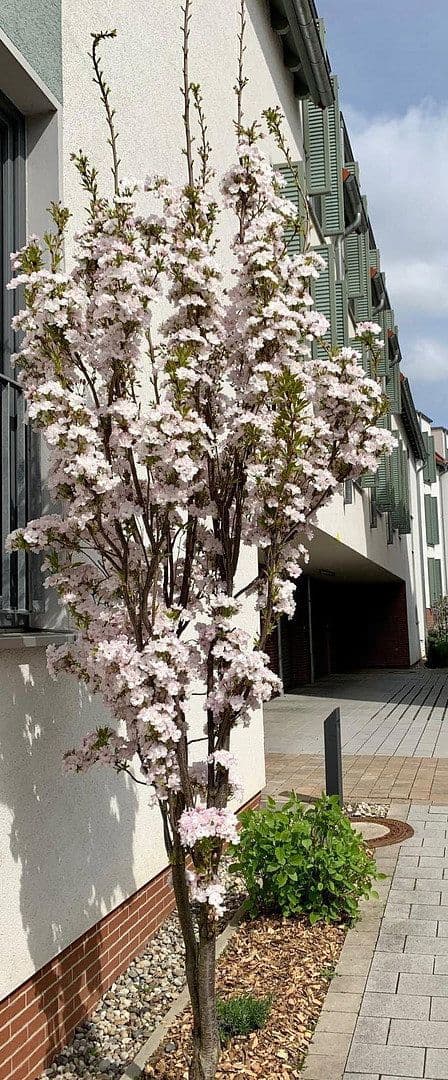 Prodej bytu 3+1 76 m², Frankfurt / Kalbach-Riedberg, Hessen Prodej bytu 3+1 76 m², Frankfurt / Kalbach-Riedberg, Hessen